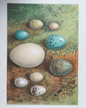 Load image into Gallery viewer, Familiar Wild Birds. [ORIGINAL  BINDINGS]. WALTER SWAYSLAND.  Published by London: Cassell &amp; Company, Limited, 1883.
