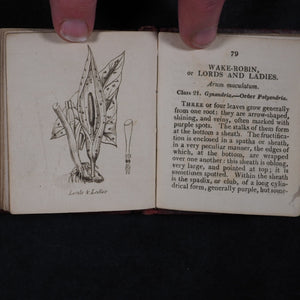 [Forster, Benjamin Meggott]. Botanical Illustrations of the Twenty-Four Classes in the Linnaean System of Vegetables, by Select Specimens of English Plants. Darton, Harvey, and Darton London. 1813.