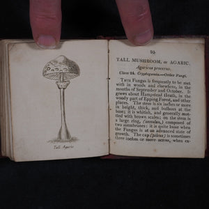 [Forster, Benjamin Meggott]. Botanical Illustrations of the Twenty-Four Classes in the Linnaean System of Vegetables, by Select Specimens of English Plants. Darton, Harvey, and Darton London. 1813.