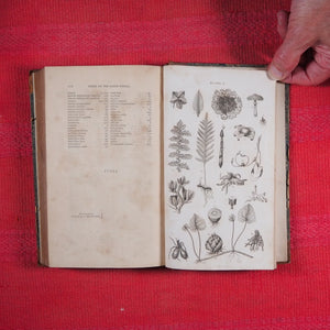 Principles of Botany, And of Vegetable Physiology. Translated from the German. WILLDENOW, D. C[arl], [Ludwig]. Published by William Blackwood and Cadell and Davies. Edinburgh First edition. 8vo, 1805 HARDCOVER
