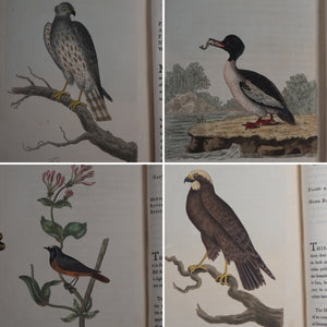 British Ornithology: being the History with a coloured representation of every known Species of British Birds. GRAVES, George (1784-1839). Publication Date: 1811 Condition: Good