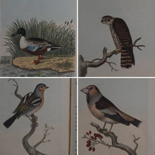 Load image into Gallery viewer, British Ornithology: being the History with a coloured representation of every known Species of British Birds. GRAVES, George (1784-1839). Publication Date: 1811 Condition: Good
