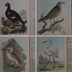 British Ornithology: being the History with a coloured representation of every known Species of British Birds. GRAVES, George (1784-1839). Publication Date: 1811 Condition: Good