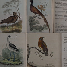 Load image into Gallery viewer, British Ornithology: being the History with a coloured representation of every known Species of British Birds. GRAVES, George (1784-1839). Publication Date: 1811 Condition: Good
