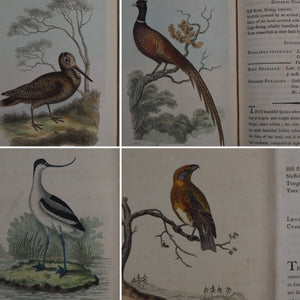 British Ornithology: being the History with a coloured representation of every known Species of British Birds. GRAVES, George (1784-1839). Publication Date: 1811 Condition: Good