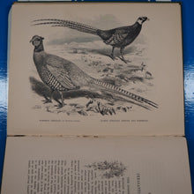 Load image into Gallery viewer, Pheasants for Coverts and Aviaries. Tegetmeier, W[illiam].B[ernhardt]. Publication Date: 1873 Condition: Very Good
