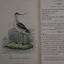 Load image into Gallery viewer, British Ornithology: being the History with a coloured representation of every known Species of British Birds. GRAVES, George (1784-1839). Publication Date: 1811 Condition: Good
