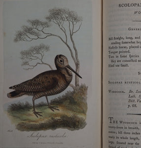 British Ornithology: being the History with a coloured representation of every known Species of British Birds. GRAVES, George (1784-1839). Publication Date: 1811 Condition: Good