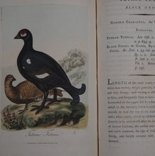 Load image into Gallery viewer, British Ornithology: being the History with a coloured representation of every known Species of British Birds. GRAVES, George (1784-1839). Publication Date: 1811 Condition: Good
