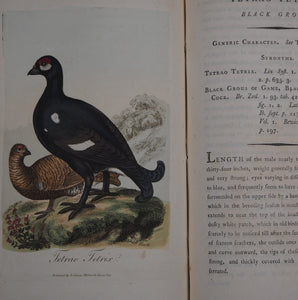 British Ornithology: being the History with a coloured representation of every known Species of British Birds. GRAVES, George (1784-1839). Publication Date: 1811 Condition: Good
