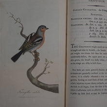 Load image into Gallery viewer, British Ornithology: being the History with a coloured representation of every known Species of British Birds. GRAVES, George (1784-1839). Publication Date: 1811 Condition: Good
