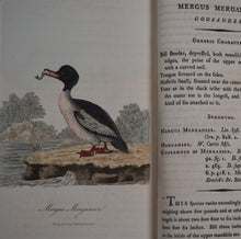 Load image into Gallery viewer, British Ornithology: being the History with a coloured representation of every known Species of British Birds. GRAVES, George (1784-1839). Publication Date: 1811 Condition: Good
