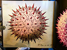 Load image into Gallery viewer, Pollen: the Hidden Sexuality of Flowers&gt;&gt;&gt;&gt;LARGE FORMAT&lt;&lt;&lt;&lt;3rd Edition Rob Kesseler &amp; Madeline Harley ISBN 10: 1906506019 / ISBN 13: 9781906506018 Condition: Fine
