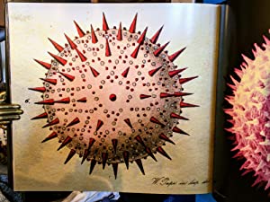 Pollen: the Hidden Sexuality of Flowers>>>>LARGE FORMAT<<<<3rd Edition Rob Kesseler & Madeline Harley ISBN 10: 1906506019 / ISBN 13: 9781906506018 Condition: Fine