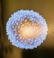 Load image into Gallery viewer, Pollen: the Hidden Sexuality of Flowers&gt;&gt;&gt;&gt;LARGE FORMAT&lt;&lt;&lt;&lt;3rd Edition Rob Kesseler &amp; Madeline Harley ISBN 10: 1906506019 / ISBN 13: 9781906506018 Condition: Fine
